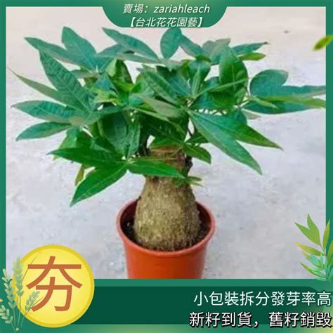 招財樹種類|發財樹種植｜什麼是發財樹？10 個發財樹種植技巧+新 